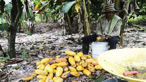 La Maldici N Del Oro Verde As Vive Un Peque O Productor De Cacao A La