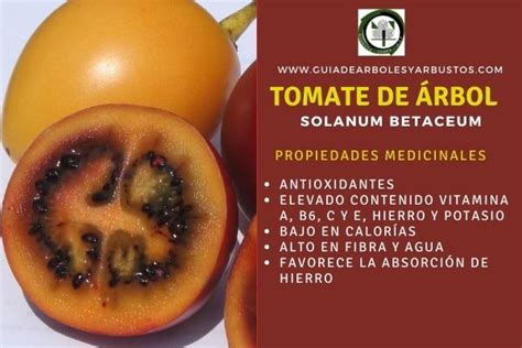 GUÍA DE ÁRBOLES Y ARBUSTOS DE LOS BOSQUES COMESTIBLES: Tomate de Árbol ...