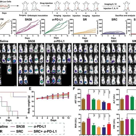 In Vivo Treatment Of Orthotopic Crc Tumor Bearing Mice A