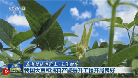 【在希望的田野上·三夏时节】我国大豆和油料产能提升工程开局良好油菜籽主产区农户