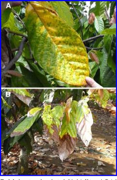 Figure 1 From Cacao Diseases Important Threats To Chocolate Production Worldwide Vascular