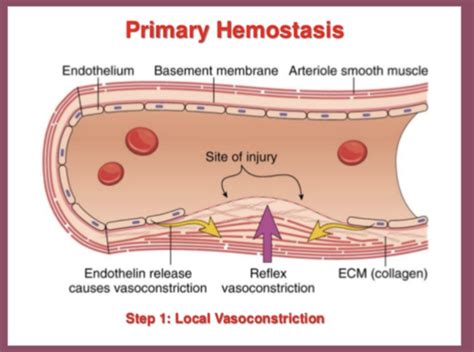 Normal Hemostasis Lab Eval Flashcards Quizlet