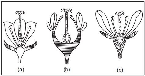 Morphology Of Flowers Solution Parmacy