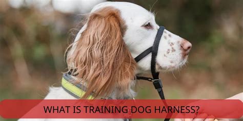 What Is A Training Dog Harness And How To Use One | Vet Ranch