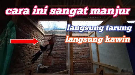 Murai Dikandang Naik Birahi Dan Kawin YouTube