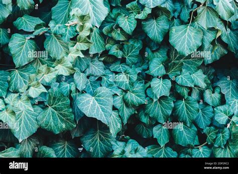 Closeup Juicy Common Ivy Leaves Green Floral Background Stock Photo Alamy