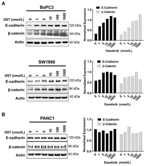 Src Kinase Inhibition Increases E Cadherin And Catenin Protein Levels