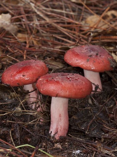 Types Of Red Mushrooms Identification And Uses Balcony Garden Web