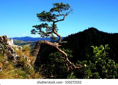 Dwarf Pine Tree On Sokolica Peak Stock Photo Shutterstock