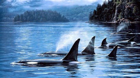 Orca Wallpapers Top Free Orca Backgrounds Wallpaperaccess