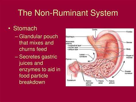 PPT - Non-Ruminant Digestion PowerPoint Presentation - ID:6393389