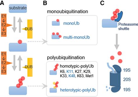 The Ubiquitinated Axon Local Control Of Axon Development And Function