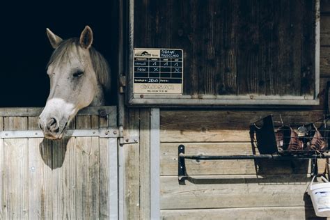 Are Pine Shavings Good For Horse Bedding? - Klassen Wood Company