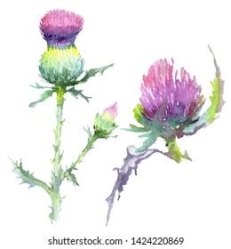 Pink Thistle Floral Botanical Flowers Wild Stock Illustration