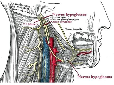 Areas Innervated By The Hypoglossal Nerve