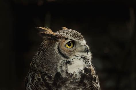 6 000 Free Късоуха Сова Owl Images Pixabay