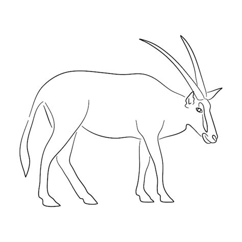 Premium Vector Sketch Drawing Of A Oryx Isolated On A White