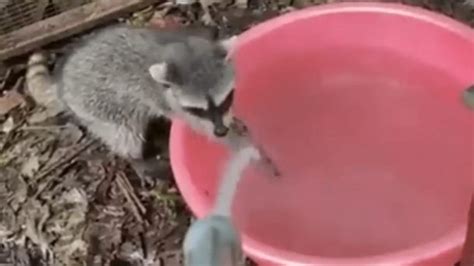 Watch: Video Of Raccoon Washing Hands With Soap And Water