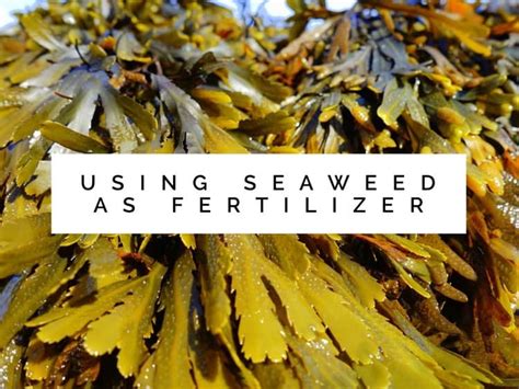 Seaweed as a Natural Fertilizer - Gardening Channel