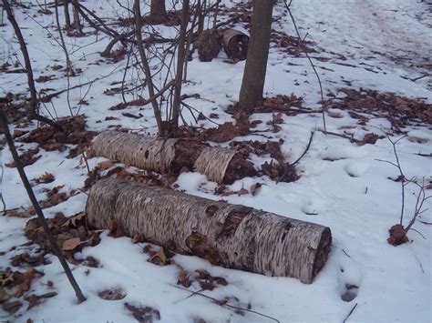 Plant Journeys: The Tree Year ~ Winter Birch