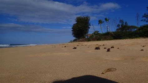 Barking Sands Beach Cottages - Specialty Resort Reviews (Kauai, Hawaii) - TripAdvisor