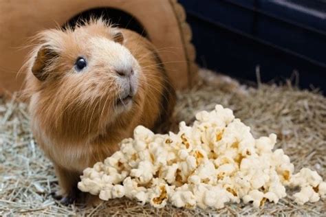 Can Guinea-Pigs Eat Popcorn | MyPetCareJoy