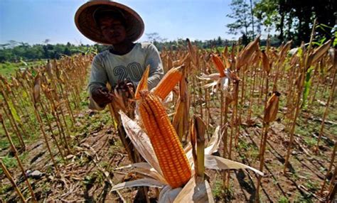 Penanaman Jagung Di Lahan Perkebunan Kaltim Siapkan 3 688 Hektar