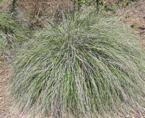 Muhlenbergia Rigens Deer Grass Is The Most Popular California Native Grass For Ornamental Use