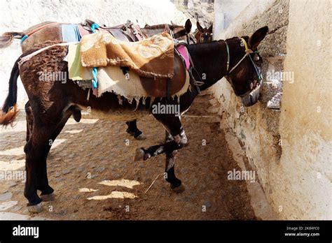 Donkeys In Fira They Are Used To Take Tourists From The Old Port To