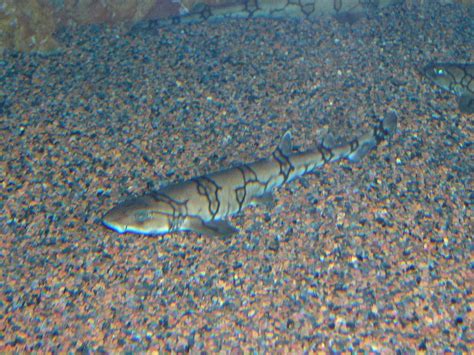 The Online Zoo - Chain Catshark