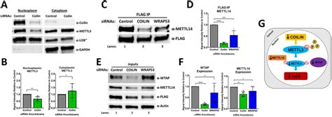 Coilin Knockdown Decreases The Protein Expression Of Wtap And Mettl