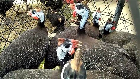 Guinea Fowl Sounds China Murgi China Murgi Ki Awaaz Titri Hen