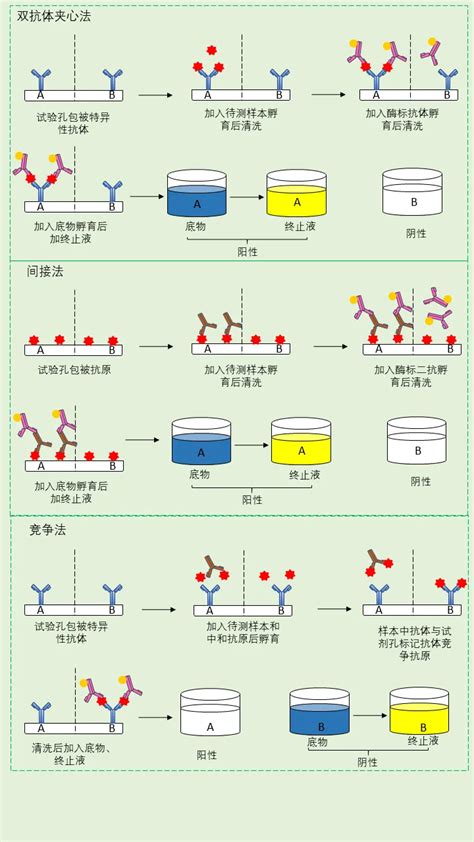 关于elisa的操作原理及实验步骤 上海白益生物科技有限公司 企业发布