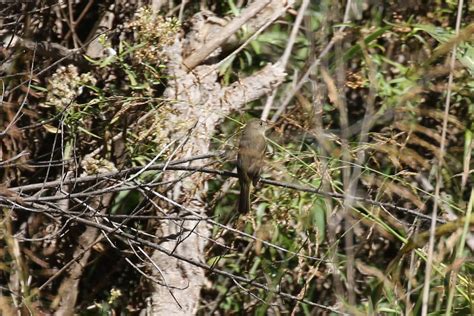 Rn3a1565 Willow Flycatcher Kenny Flickr