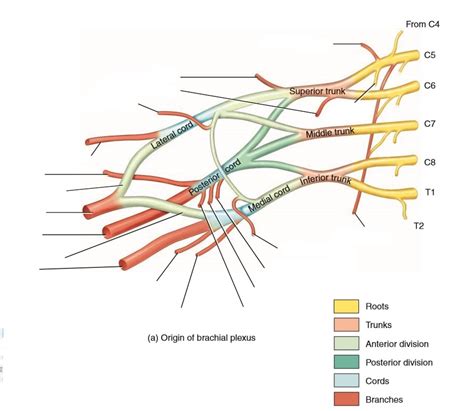 Diagram Of Brachial Plexus Quizlet