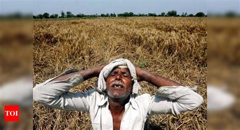 Unseasonal Rain 601 Farmer Suicides In Maharashra In Just 3 Months India News Times Of India