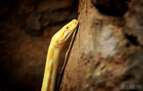 Albino Boa Constrictor Discovered in Fort Worth Goodwill Donations ...