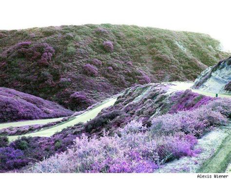 Photo Of The Day San Diego Flowers Purple Flowers In Foreground Are