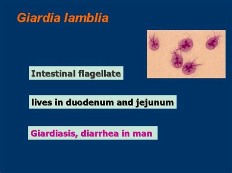 Giardia Lamblia Giardia Lamblia Intestinal Flagellate Lives In