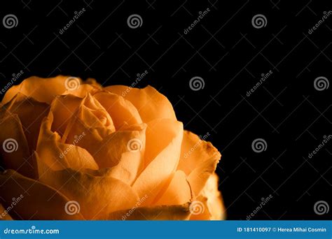 Close Up Of Orange Rose Petals Macro Shot Stock Image Image Of Rose