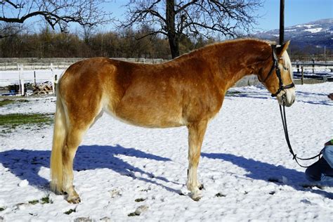 Ronya K Haflinger Stute Fuchs Pferd Austria