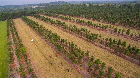 Impulsa Gobierno de México acciones para disminuir la deforestación y