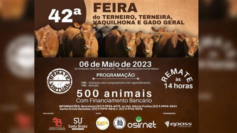 Feira Do Terneiro Terneira Vaquilhona E Gado Geral De Camaqu