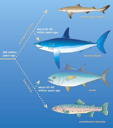 How Tunas And Lamnid Sharks Swim An Evolutionary Convergence