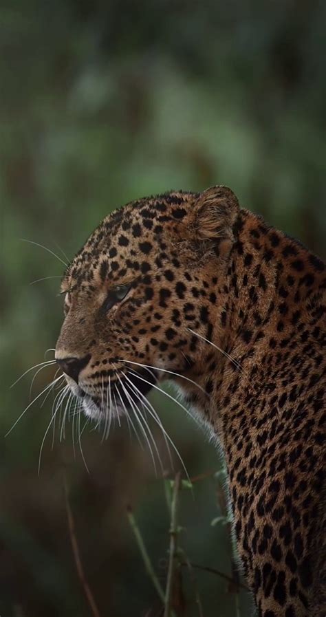 Amur Leopard Videos Download 31 Free 4k And Hd Stock Footage Clips