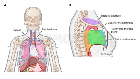 Anatomy of the superior mediastinum | Osmosis