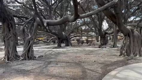 Man Records Maui Destruction Comes Across Historic Banyan Tree Still