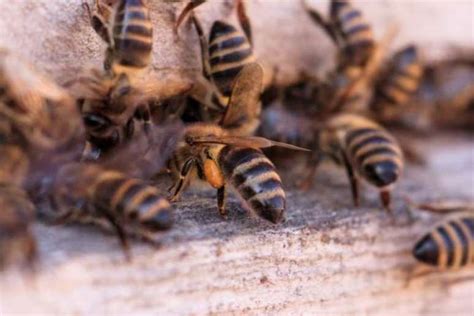 Homem morre após ser atacado por enxame de abelhas africanas no Vale do