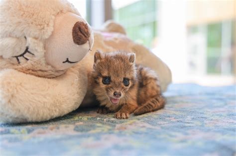 New baby animals born at Nashville Zoo