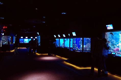 Kushimoto Marine Park Aquarium 串本町 旅游景点点评 Tripadvisor